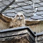 Webcam für die Uhus