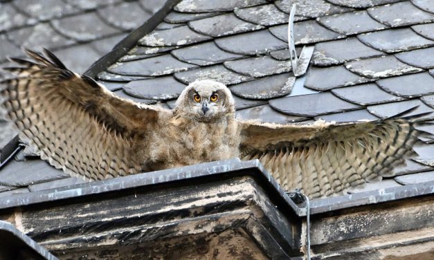 Wenn die Nacht erwacht: Uhus über Marburg