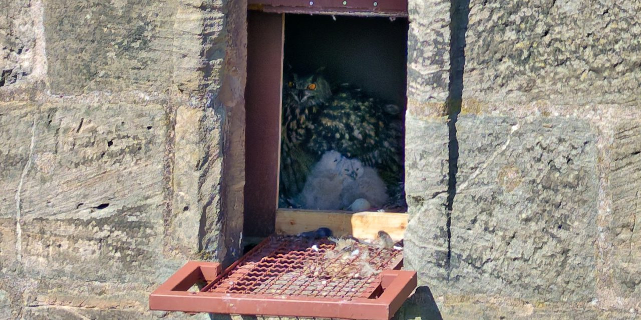 Uhu-Küken ist geschlüpft