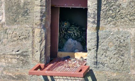 Uhu-Küken ist geschlüpft