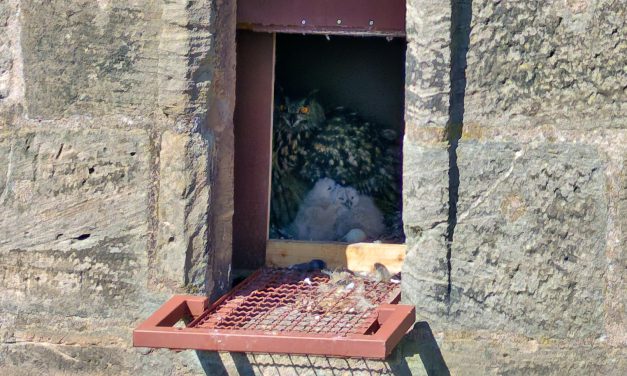 Uhu-Küken ist geschlüpft