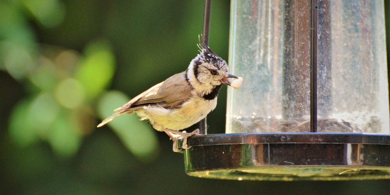 Vogelhäuschen: So gehen Ratten leer aus