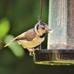 Vogelhäuschen: So gehen Ratten leer aus