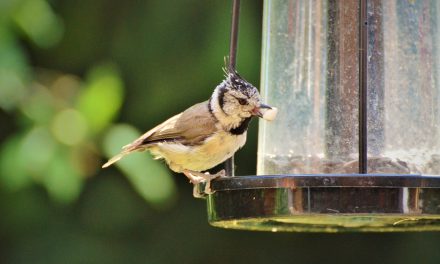 Vogelhäuschen: So gehen Ratten leer aus