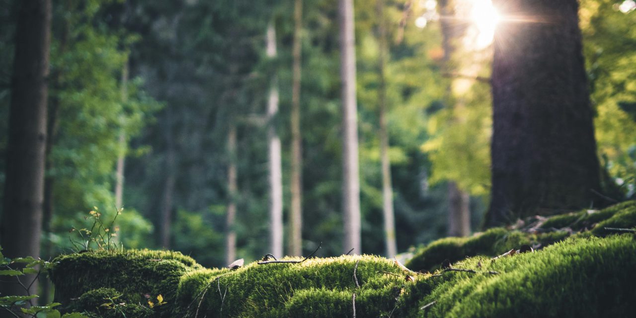 Nahwärme und urige Wälder