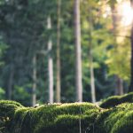 Nahwärme und urige Wälder