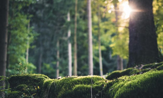 Nahwärme und urige Wälder