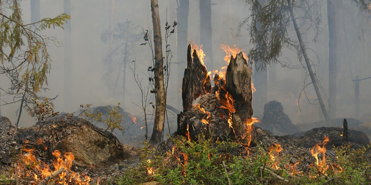 Hohe Waldbrandgefahr in Hessen