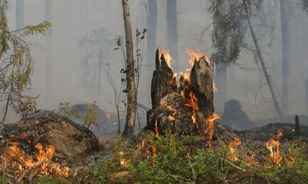 Hohe Waldbrandgefahr in Hessen