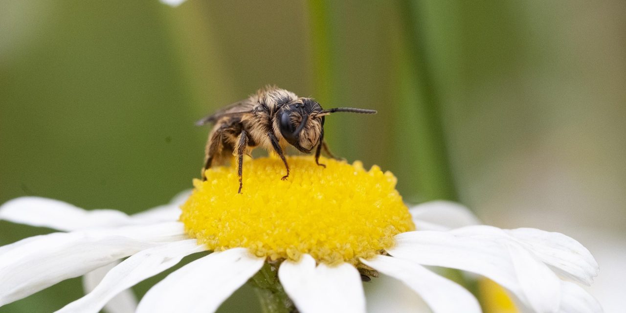 Wildbienen im eigenen Garten