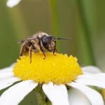Wildbienen im eigenen Garten