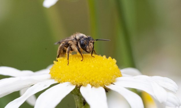 Wildbienen im eigenen Garten
