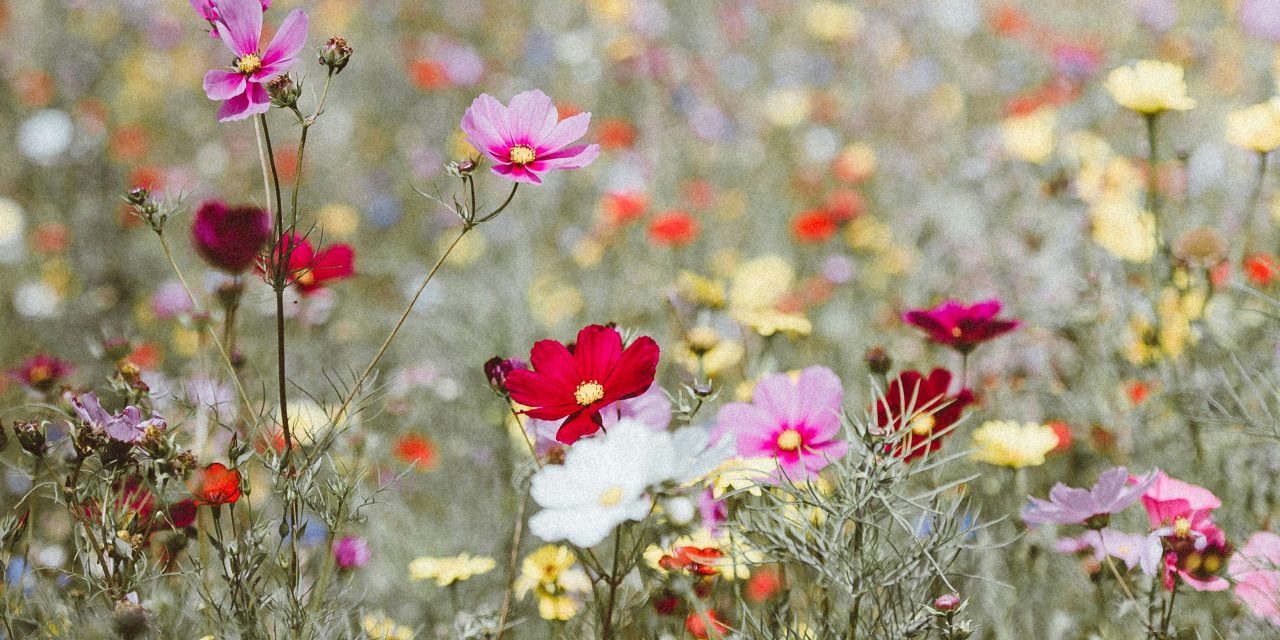 Naturgarten im Frühjahr