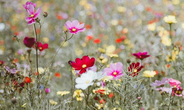 Naturgarten im Frühjahr
