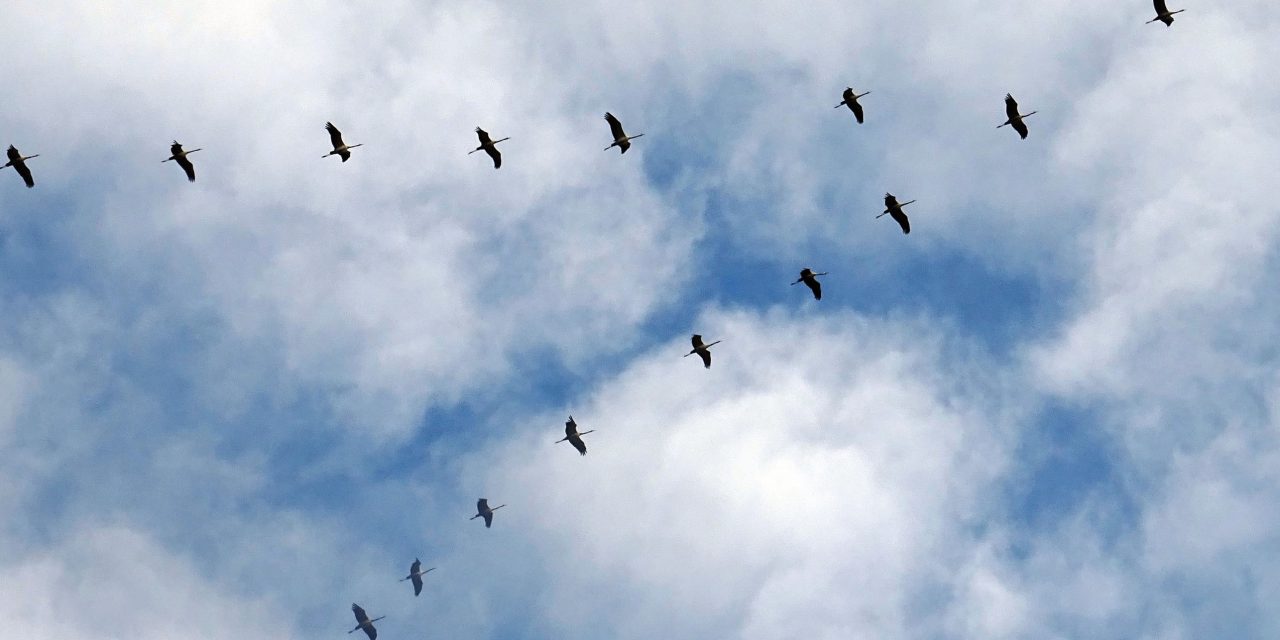 Tausende Zugvögel erwartet