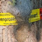Eichenprozessionsspinner befällt Bismarckpromenade
