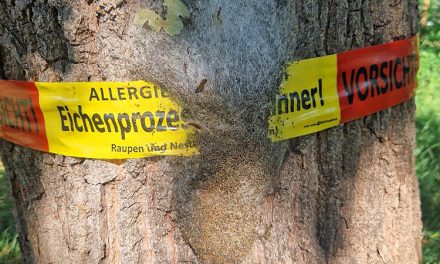 Eichenprozessionsspinner befällt Bismarckpromenade