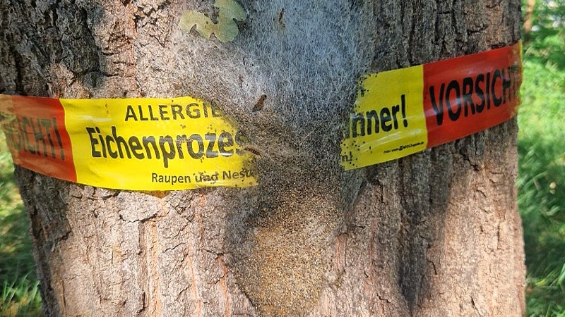 Eichenprozessionsspinner befällt Bismarckpromenade