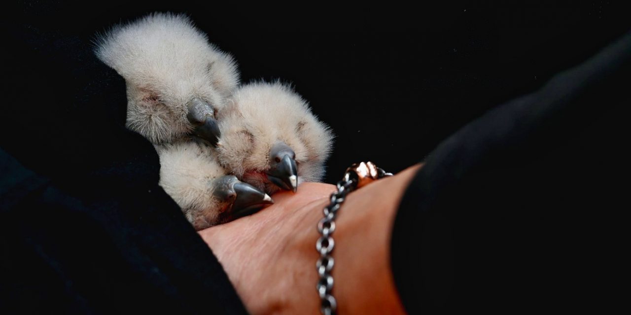 Uhu-Küken in Aufzuchtstation aufgenommen