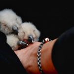 Uhu-Küken in Aufzuchtstation aufgenommen