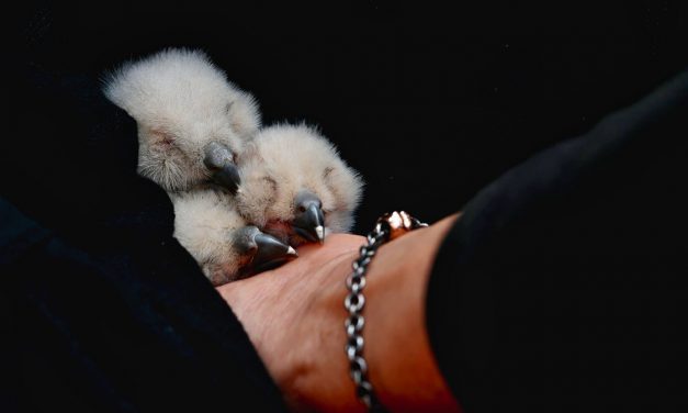 Uhu-Küken in Aufzuchtstation aufgenommen