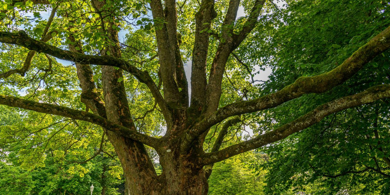 Grünpflege im Alten Botanischen Garten