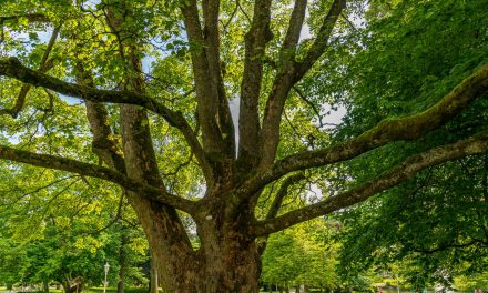Grünpflege im Alten Botanischen Garten