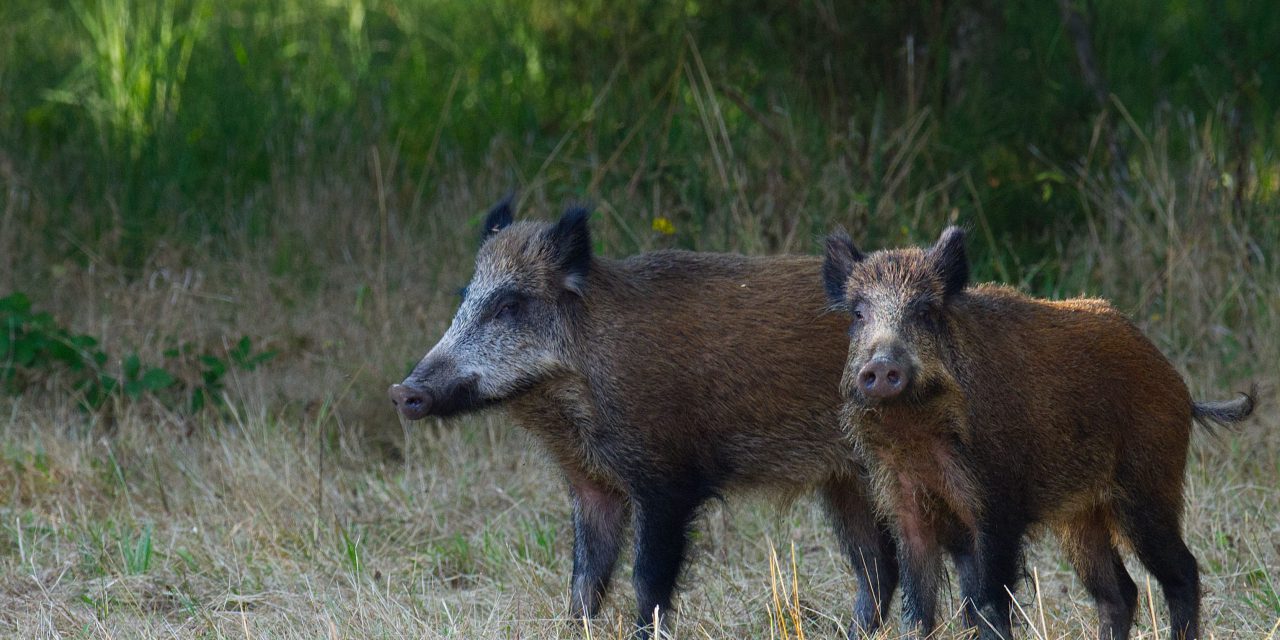 Trichinen-Nachweis bei Wildschwein