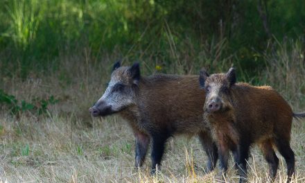 Trichinen-Nachweis bei Wildschwein