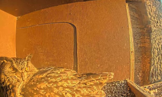 Wenn Lisbeth nach „Hu-hu-go“ ruft