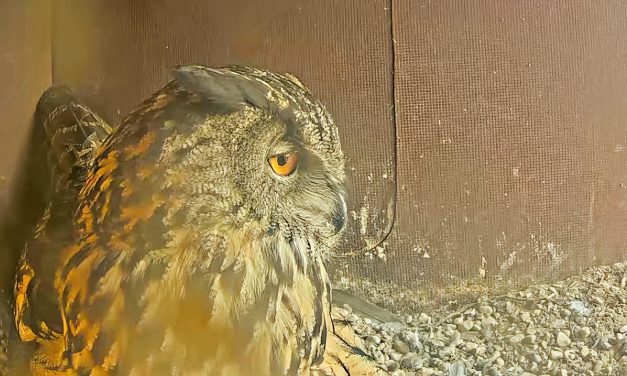 Uhu-Weibchen „Lisbeth“ legt neues Ei