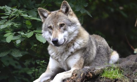 Friedliches Miteinander von Wölfen und Weidetieren – durch intelligenten Zaun